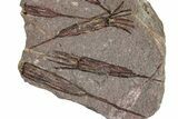 Eocrinoid (Ascocystites) Mortality Plate - Ordovician #306208-1